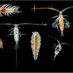 Zooplankton